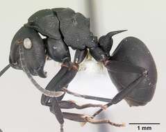 Image of Polyrhachis neglecta