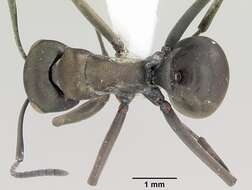 Image de Polyrhachis storki