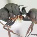 Image of Polyrhachis manni