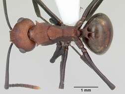 Plancia ëd Polyrhachis deceptor