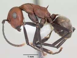 Plancia ëd Polyrhachis deceptor