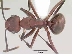 Image of Polyrhachis deceptor