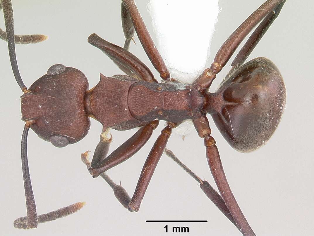 Plancia ëd Polyrhachis deceptor