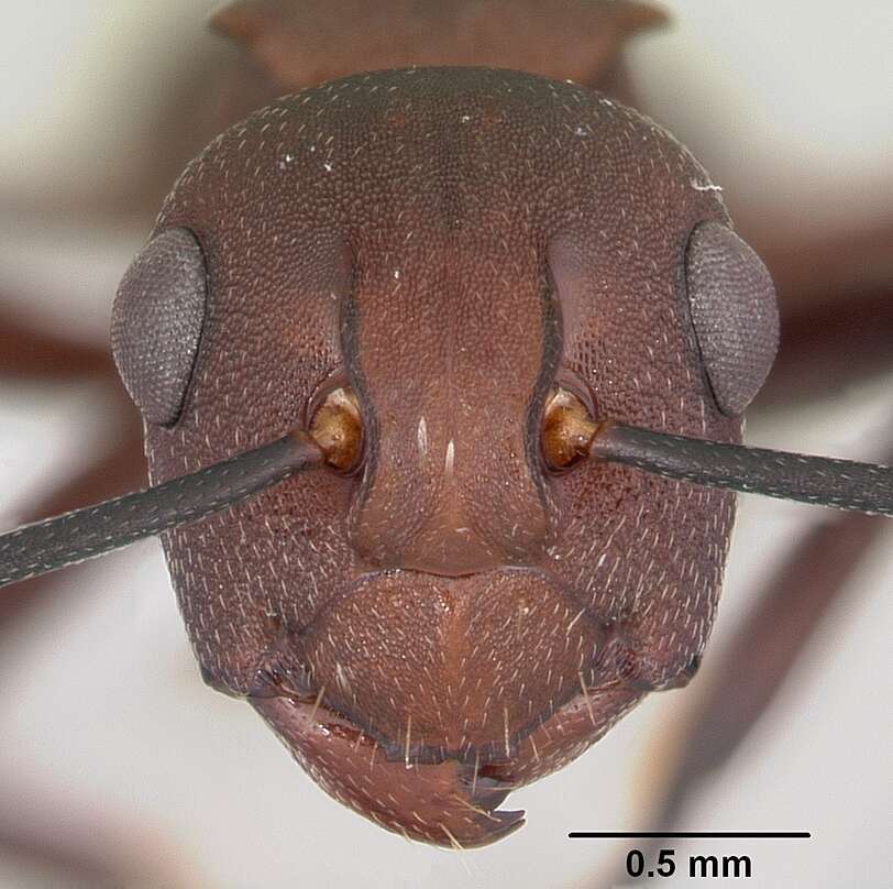 Image of Polyrhachis deceptor