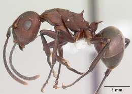 Image of Polyrhachis deceptor