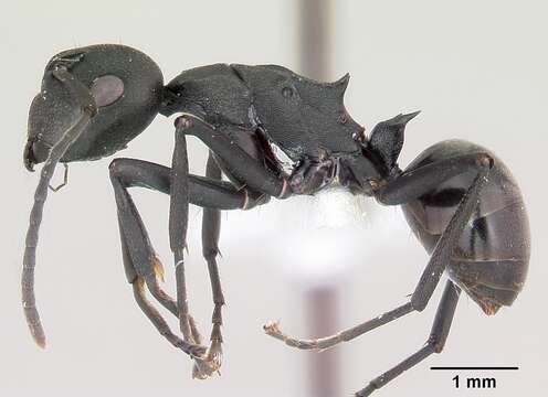 Plancia ëd Polyrhachis incognita