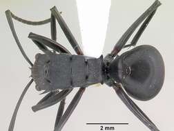 Plancia ëd Polyrhachis hastata (Latreille 1802)