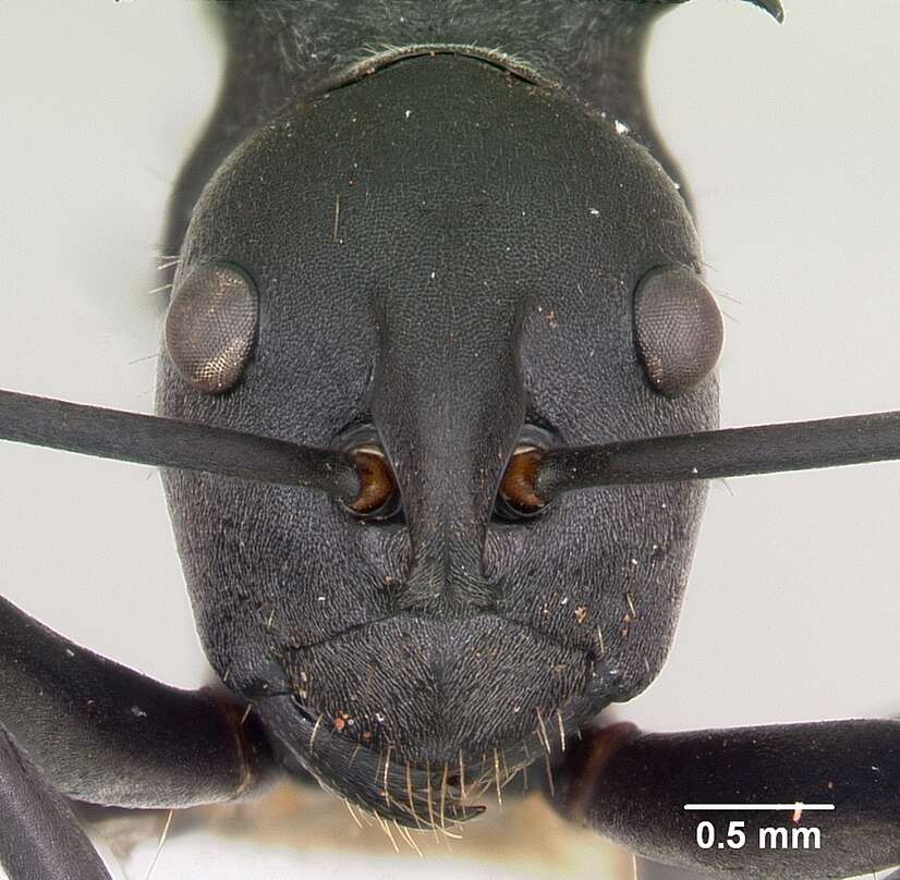 Plancia ëd Polyrhachis hastata (Latreille 1802)