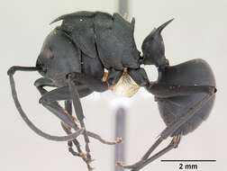 Plancia ëd Polyrhachis hastata (Latreille 1802)