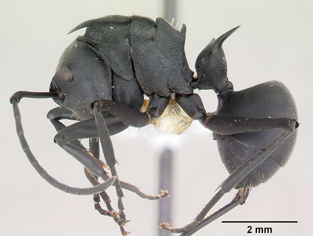 Plancia ëd Polyrhachis hastata (Latreille 1802)