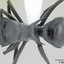 Image de Polyrhachis strictifrons Emery 1898