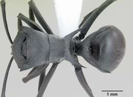 Image of Polyrhachis strictifrons Emery 1898