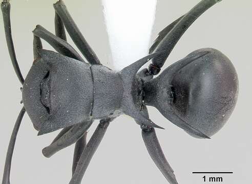 Image de Polyrhachis strictifrons Emery 1898