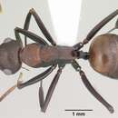 Image of Polyrhachis unicuspis Emery 1898