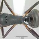 Image of Polyrhachis hippomanes Smith 1861