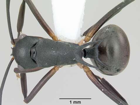 Image of Polyrhachis hippomanes Smith 1861