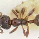 صورة Solenopsis macrops Santschi 1917