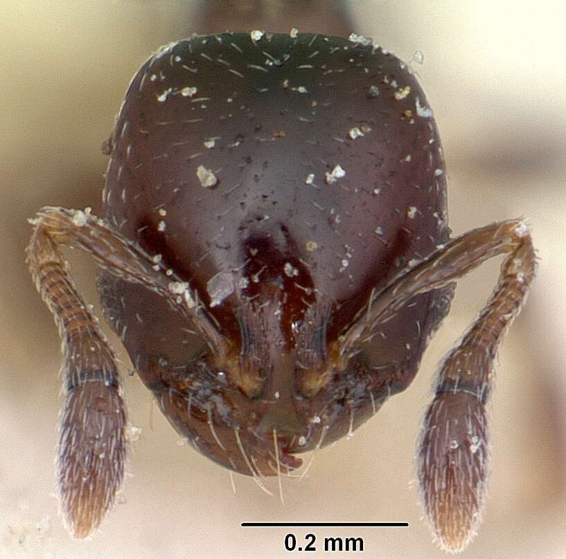 Image of Solenopsis macrops Santschi 1917