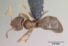 Brachymyrmex cordemoyi Forel 1895 resmi