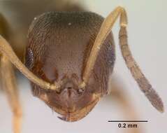 Brachymyrmex cordemoyi Forel 1895 resmi