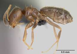 Brachymyrmex cordemoyi Forel 1895 resmi