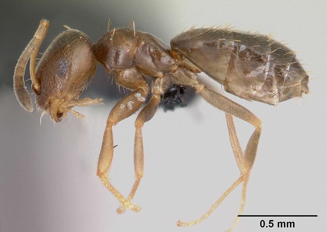 Brachymyrmex cordemoyi Forel 1895 resmi