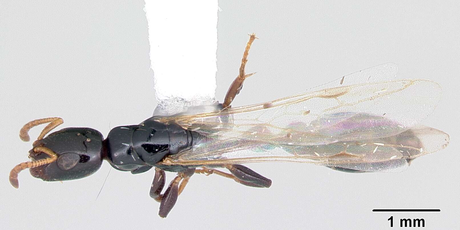 Image of Tetraponera allaborans (Walker 1859)