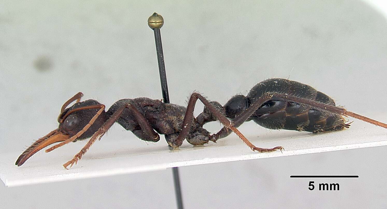 Image of Myrmecia tarsata Smith 1858