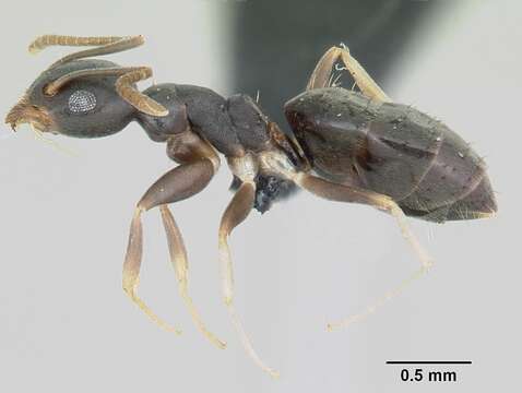 Image of Technomyrmex vitiensis