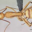 Image of Hawaiian carpenter ant