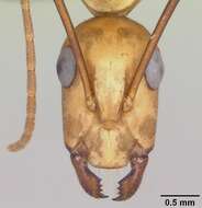 Image of Hawaiian carpenter ant