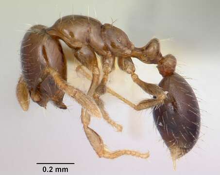 Image of Ant