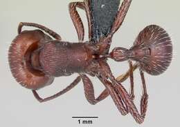 Pogonomyrmex lobatus Santschi 1921 resmi