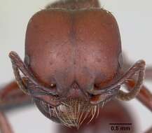 Pogonomyrmex lobatus Santschi 1921 resmi