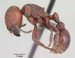 Pogonomyrmex lobatus Santschi 1921 resmi