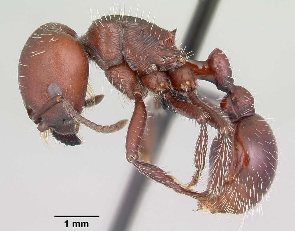 Pogonomyrmex lobatus Santschi 1921 resmi