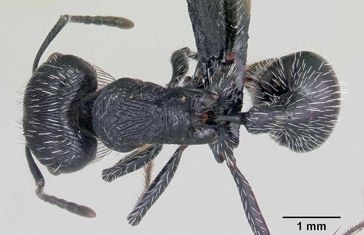 Plancia ëd <i>Pogonomyrmex tinogasta</i>