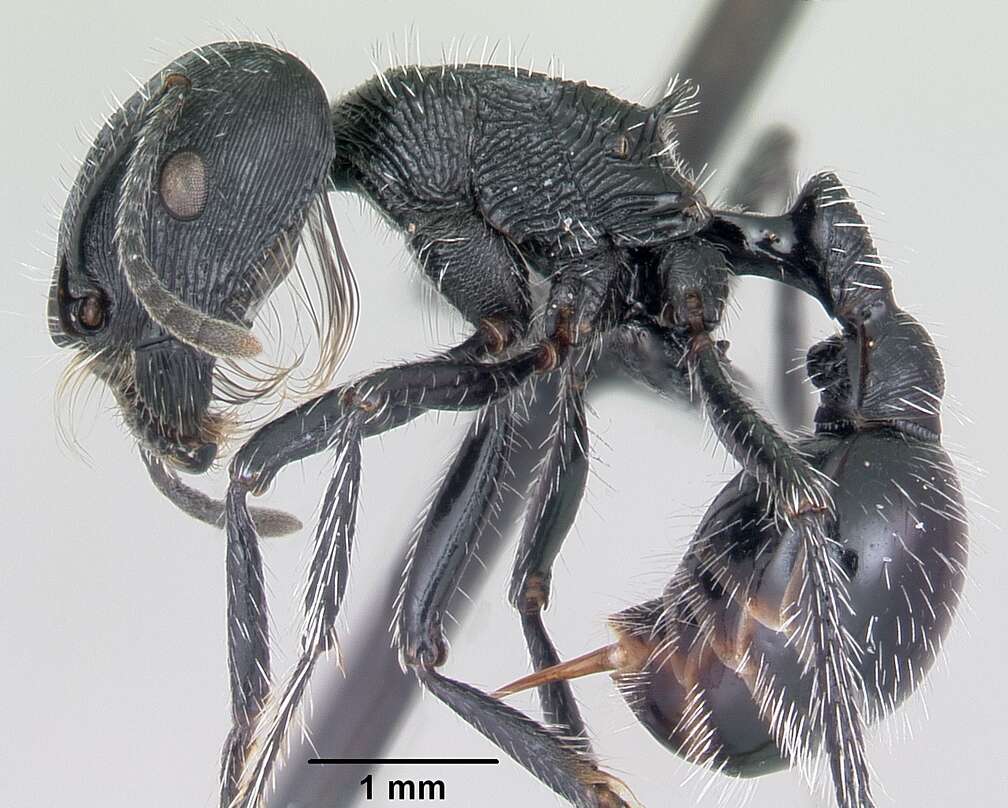 Image of <i>Pogonomyrmex tinogasta</i>