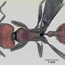 Image of Pogonomyrmex rastratus Mayr 1868