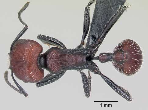 صورة Pogonomyrmex rastratus Mayr 1868