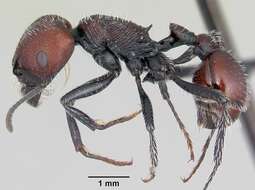 Pogonomyrmex rastratus Mayr 1868 resmi