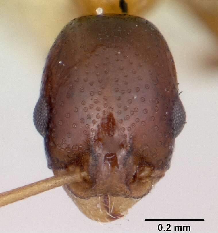 Image of Cardiocondyla paradoxa Emery 1897