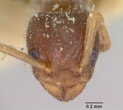 Image of Bothriomyrmex