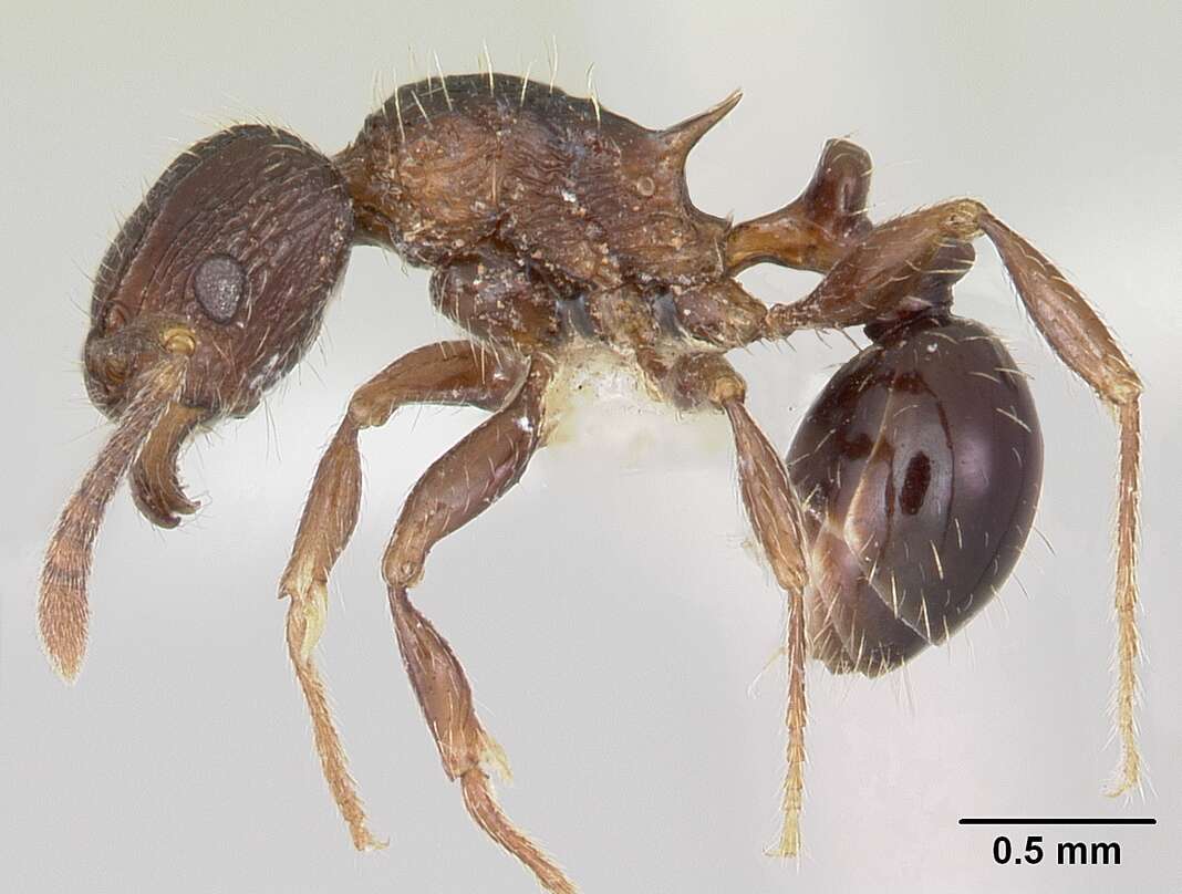 Image of Tetramorium weitzeckeri Emery 1895