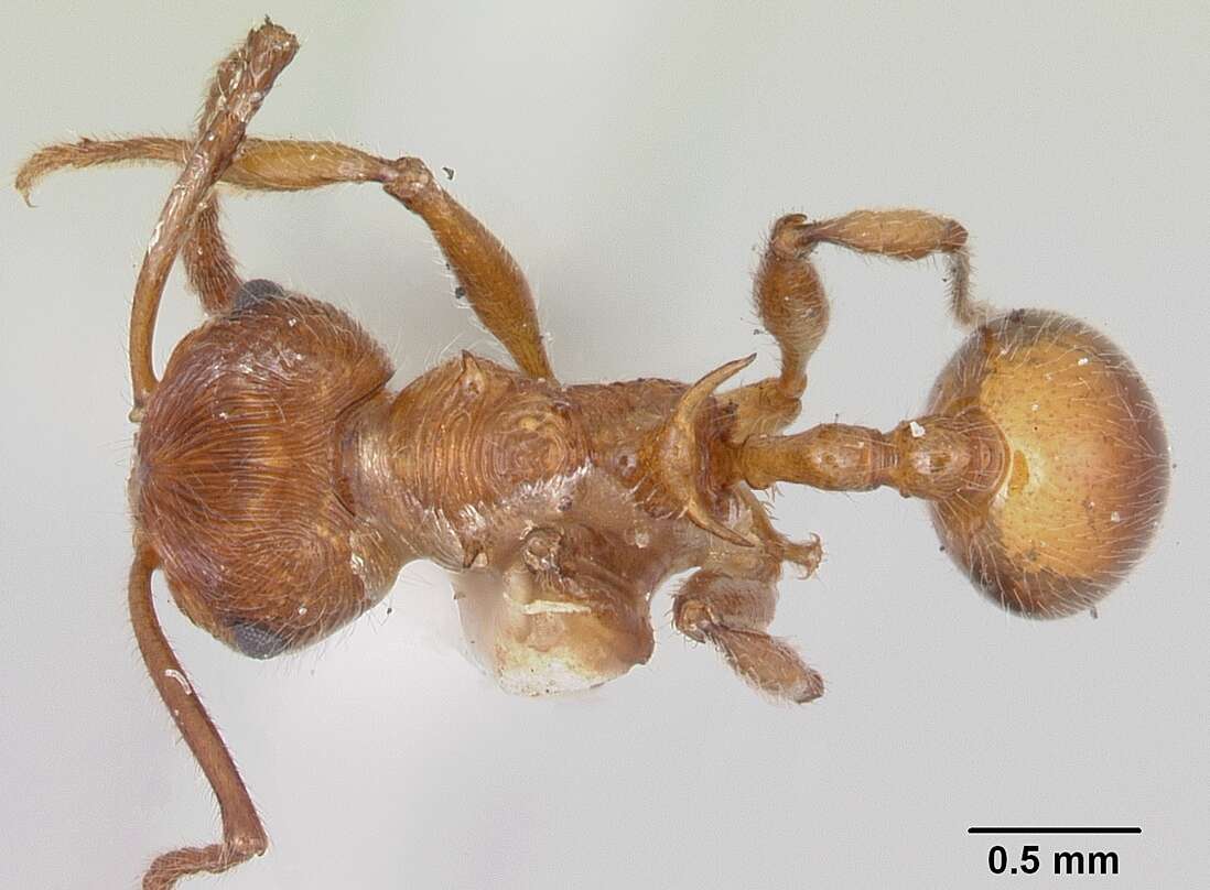 Image of Pristomyrmex trispinosus (Donisthorpe 1946)
