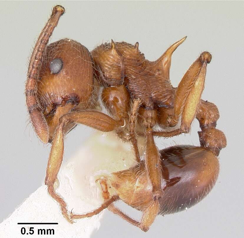 Image of Pristomyrmex trispinosus (Donisthorpe 1946)