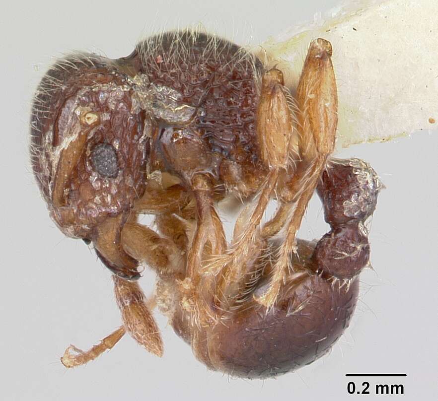 Image of Ant