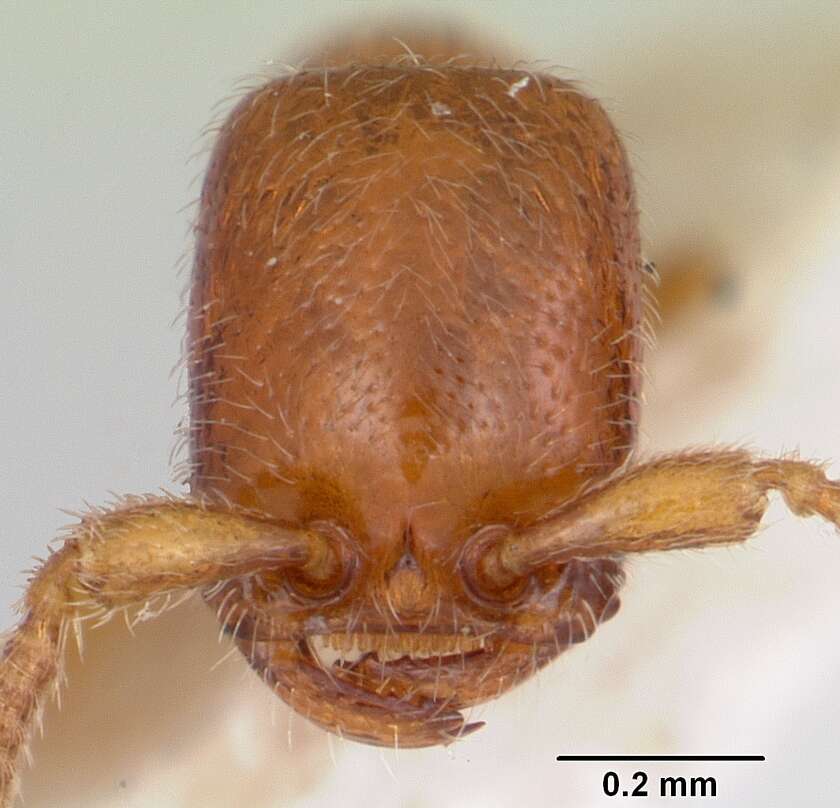 Apomyrma resmi