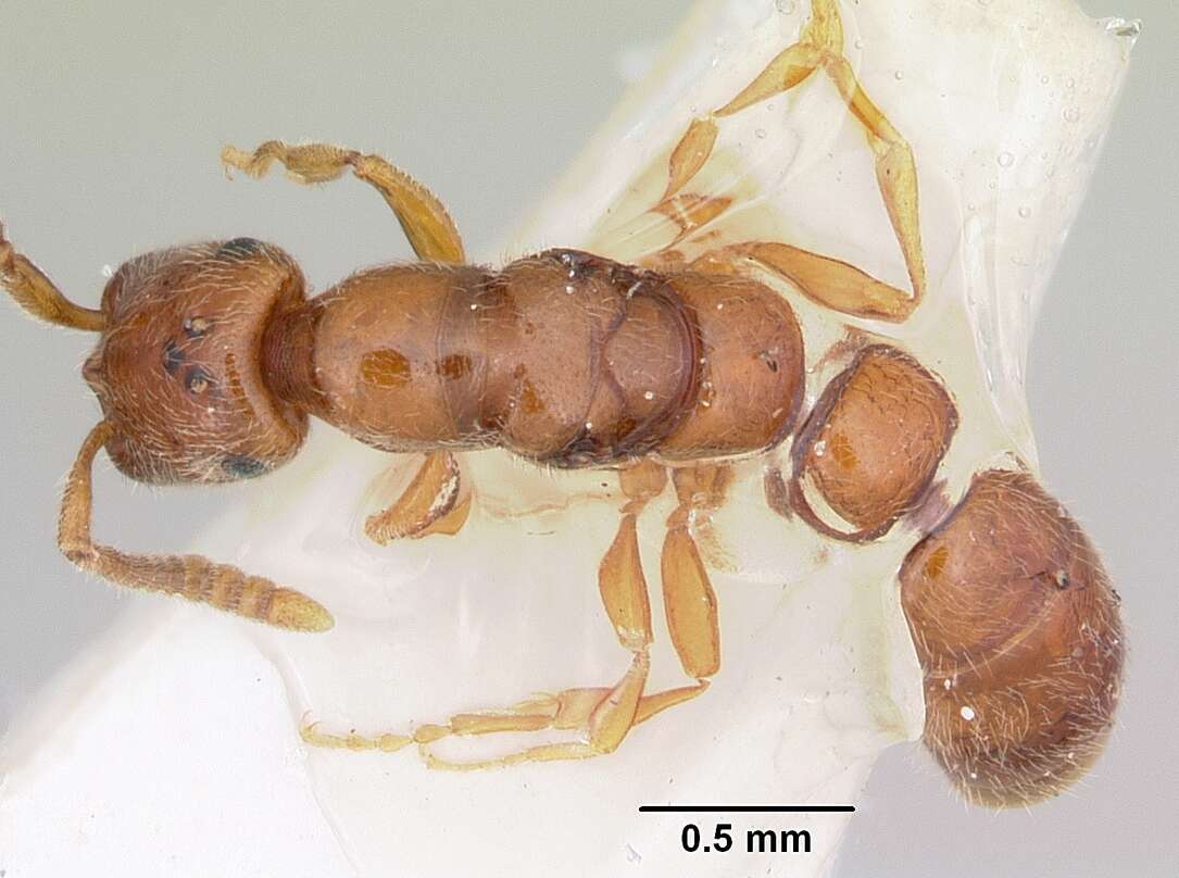 Apomyrma resmi