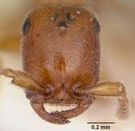 Image of Apomyrma